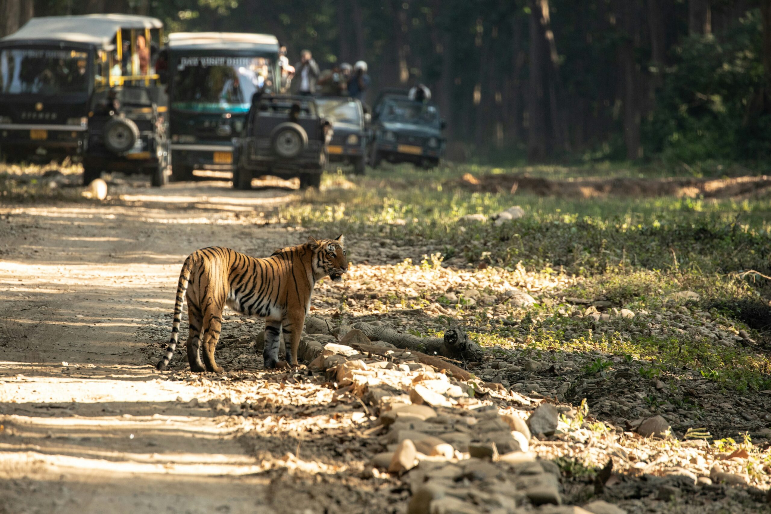 Explore hidden wilderness areas, spot wildlife, and enjoy immersive nature experiences.